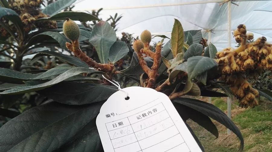 果园标签,果园提升