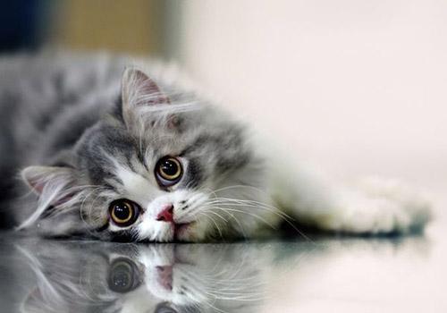 成猫猫咪溶血,猫咪也有血型