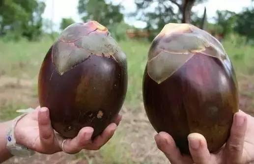最奇葩的六种水果,你没吃过的十种奇葩水果