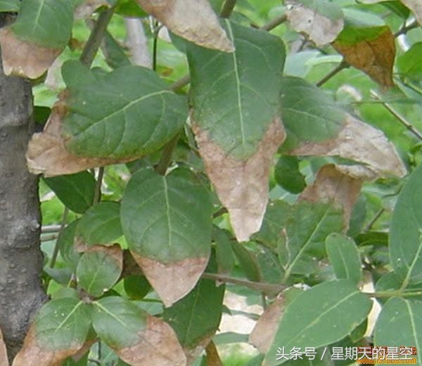 腊梅老桩适合深盆栽培吗,澳洲腊梅栽培的技术要点