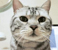 喵咪有虱子剔下来的猫毛怎么处理,喵咪有跳蚤怎么驱虫