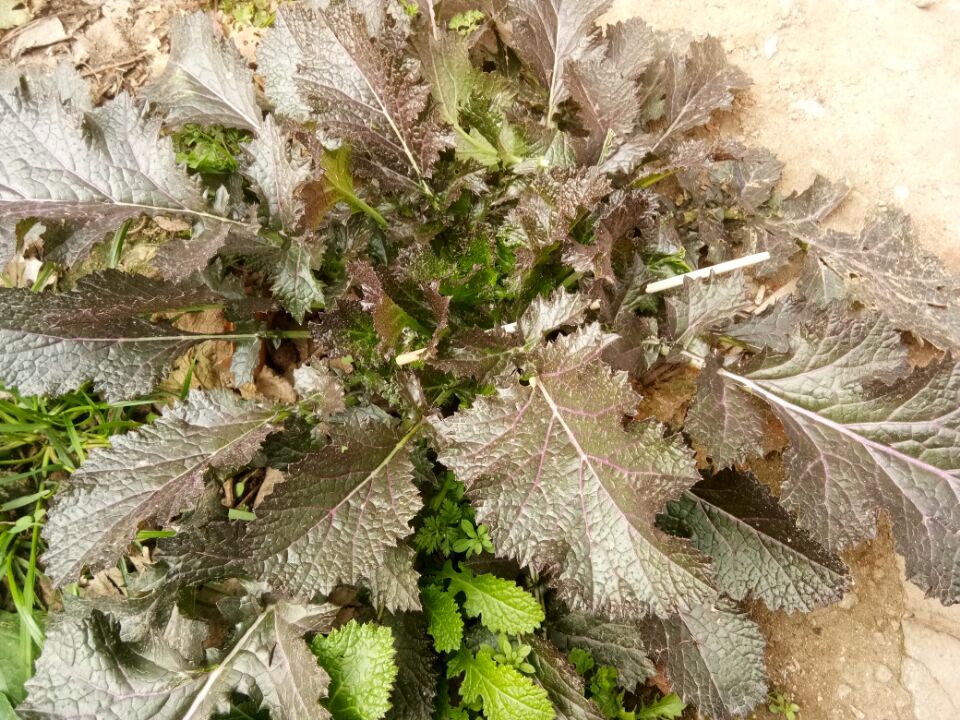 带你看看农村的野花野草,农村常见的野花野草全都认识