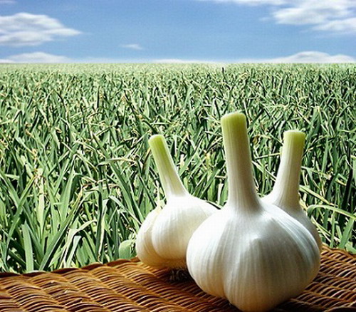 经常吃大蒜身体会发生哪些变化,大蒜一直吃对身体怎么样
