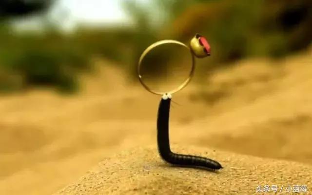 除了《粉红猪小妹》，我还带小蓝莓看这些优质动画片