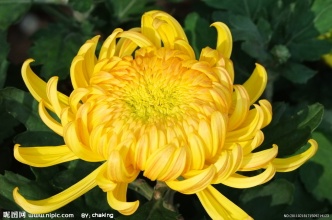 新装修的房子摆什么植物去甲醛,甲醛克星第一名植物