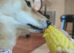 狗狗玉米棒,狗狗吃了玉米棒芯能拉出来吗