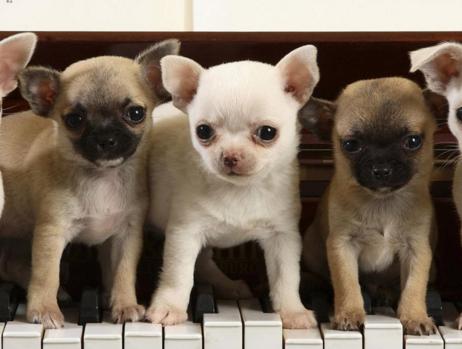 犬百科大全,犬种百科之安纳托利亚牧羊犬