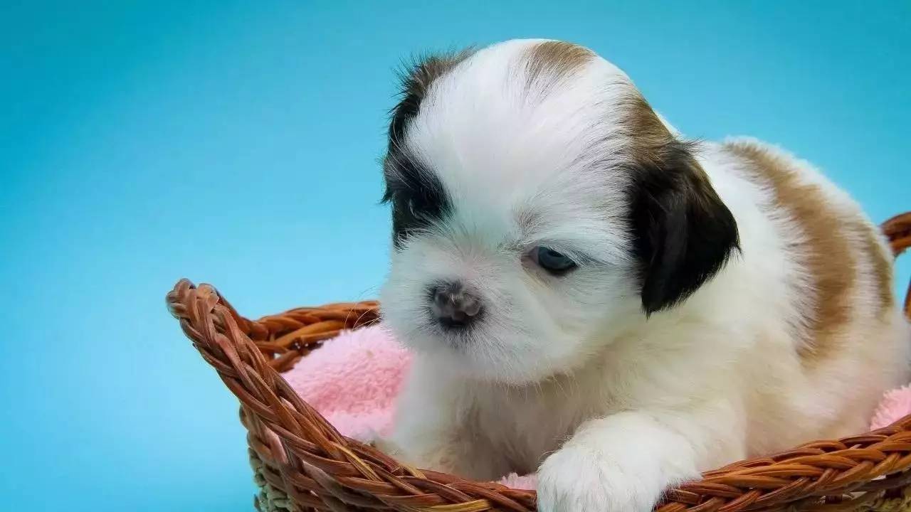 养犬指南怀孕狗狗的照顾方法,孕犬喂养的注意事项