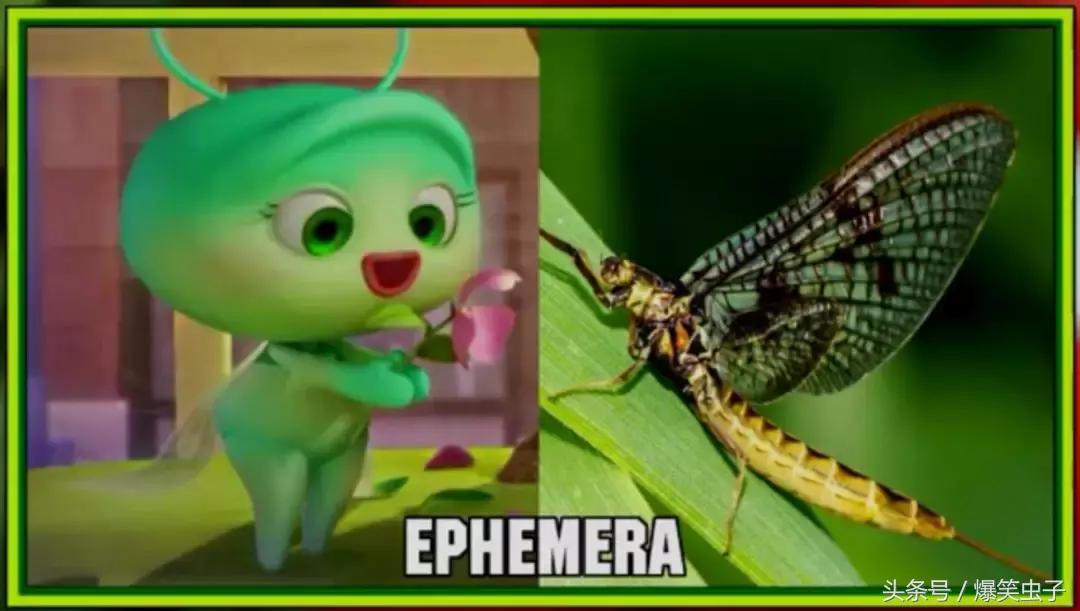 爆笑虫子小粉虫怎么来的,快速了解爆笑虫子