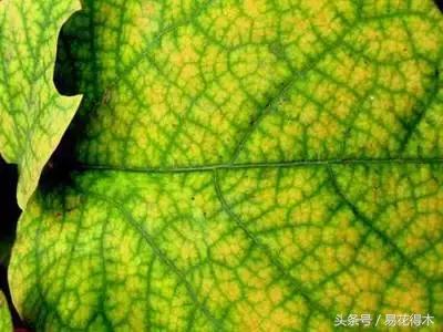 花卉黄叶怎么处理最简单的方法,让花卉快速生长不黄叶的小方法