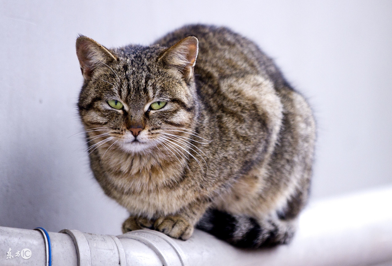 猫咪掉毛粘的衣服到处都是怎么办,猫咪掉毛严重这6招轻松解决问题