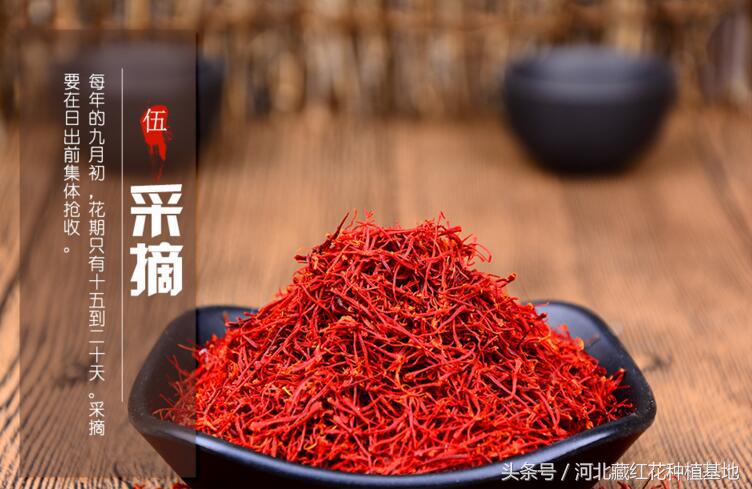 购买新疆藏红花种子,藏红花要到哪里买