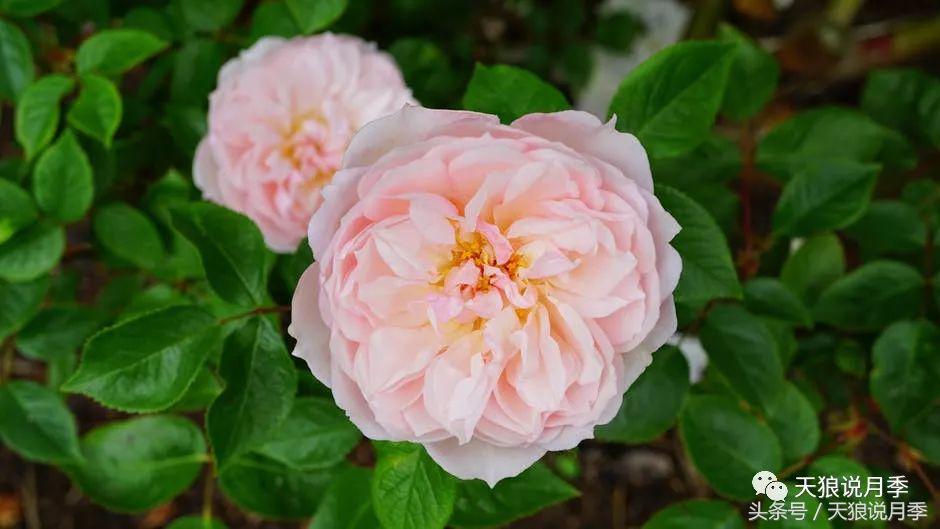 月季的各个品种都是怎样命名的,月季千千万万