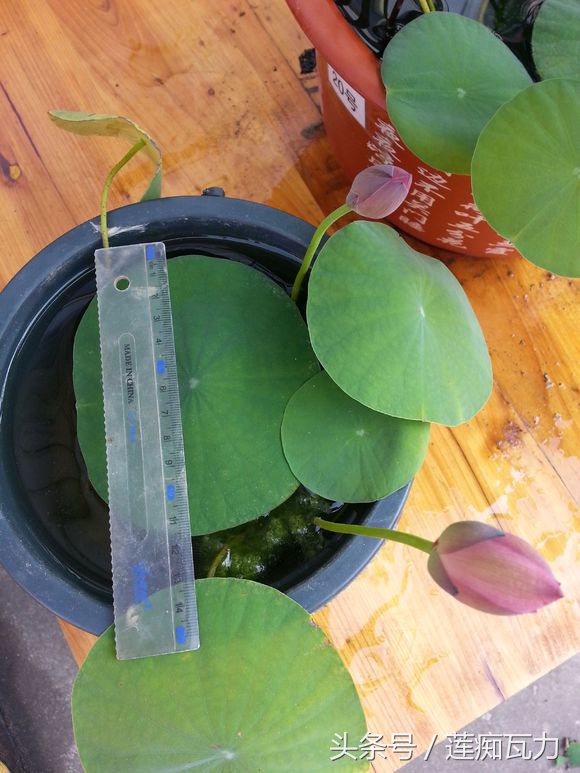 荷花种在桶里再放在缸里,碗莲这种放在碗里就能开花的荷花