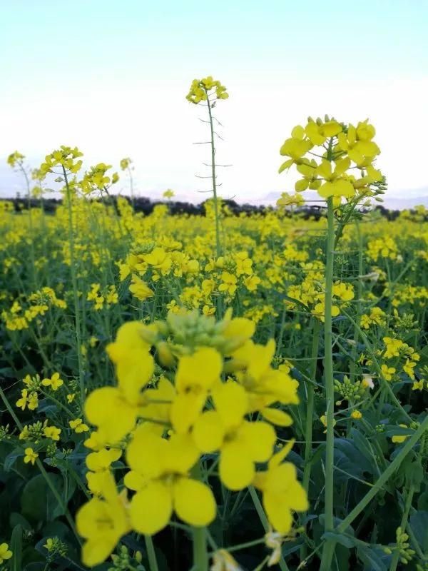 尼苏油菜花,快来打卡油菜花