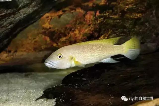 「鱼标本戏说非洲慈鲷」第二章：威严庄重的坦湖酋长——大型炮弹