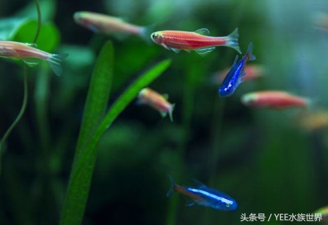 上过滤小鱼缸改造,小鱼缸怎么加装过滤器