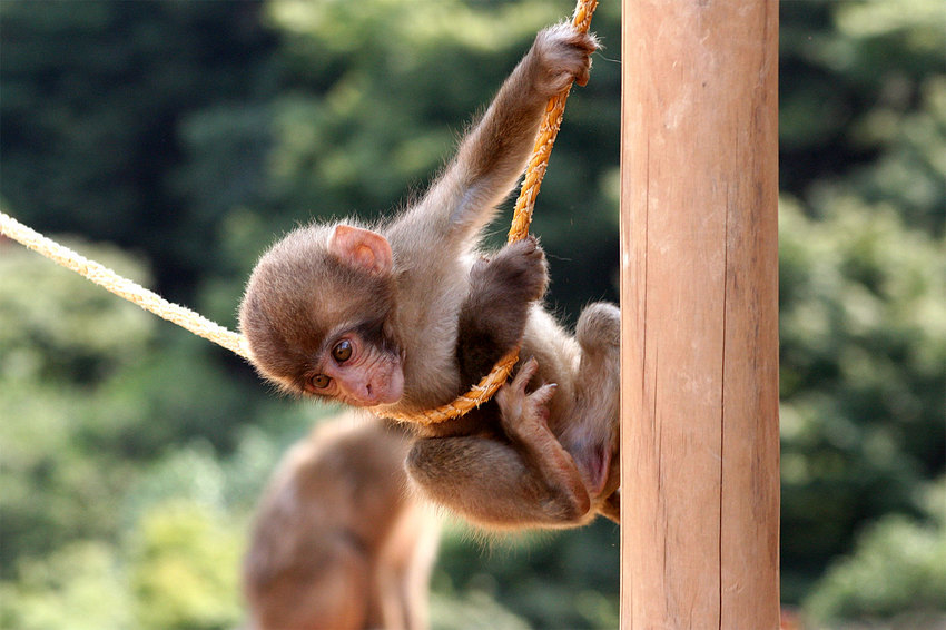 星球·探索｜日本十大萌宠大放送