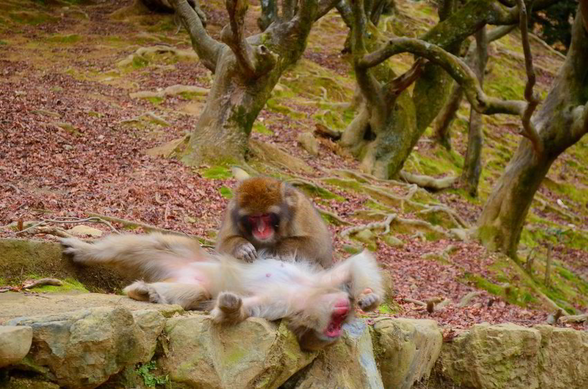 星球·探索｜日本十大萌宠大放送