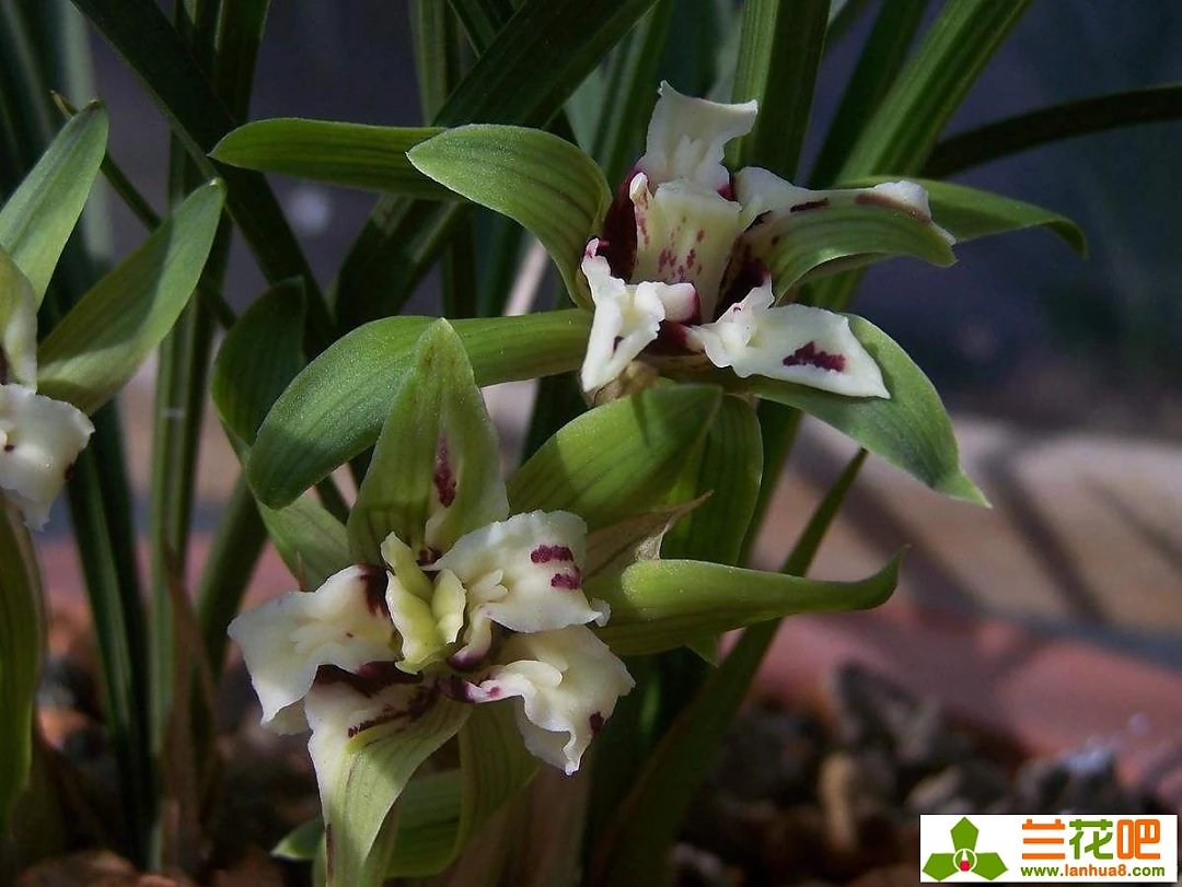 春兰四喜多少钱一盆,春兰四喜蝶优缺点