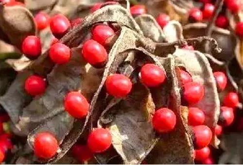 可怕的虫子小学生,恐怖虫子从哪里爬出来