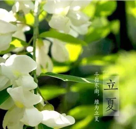 却是石榴知立夏,却是石榴知立夏年年花开什么意思
