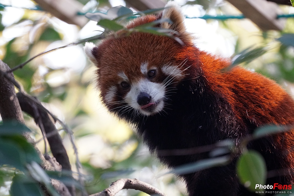 闪迪至尊极速256g存储卡评测,闪迪256gb内存卡200mbs