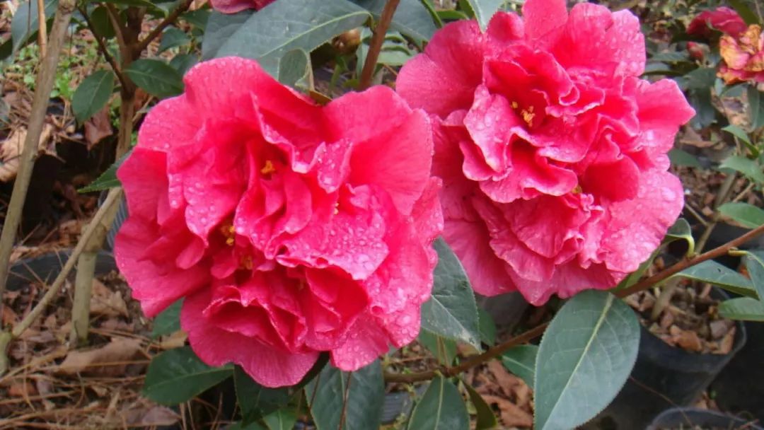 楚雄紫溪山山茶花开了吗,楚雄紫溪山茶花盛开的地方