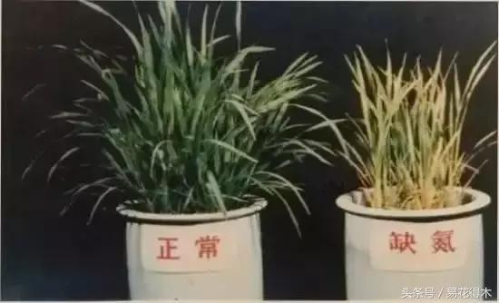 花卉黄叶怎么处理最简单的方法,让花卉快速生长不黄叶的小方法