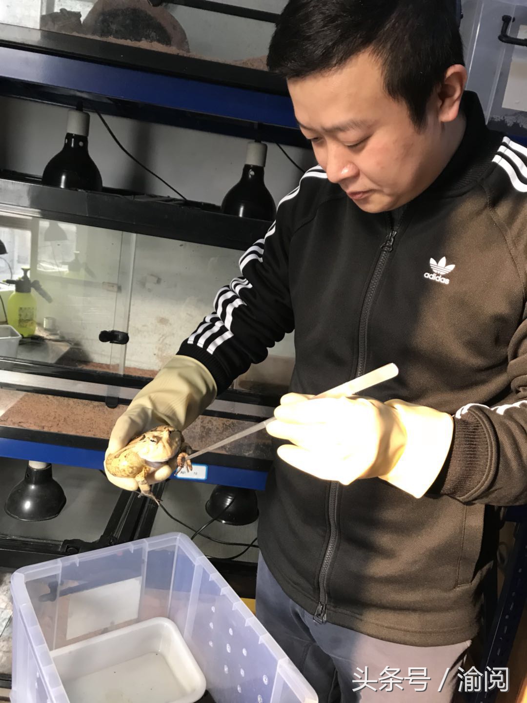 策划｜重庆崽儿养宠物蛙十年花近百万