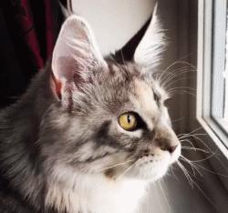 猫的外表特征,公的缅因猫有多帅