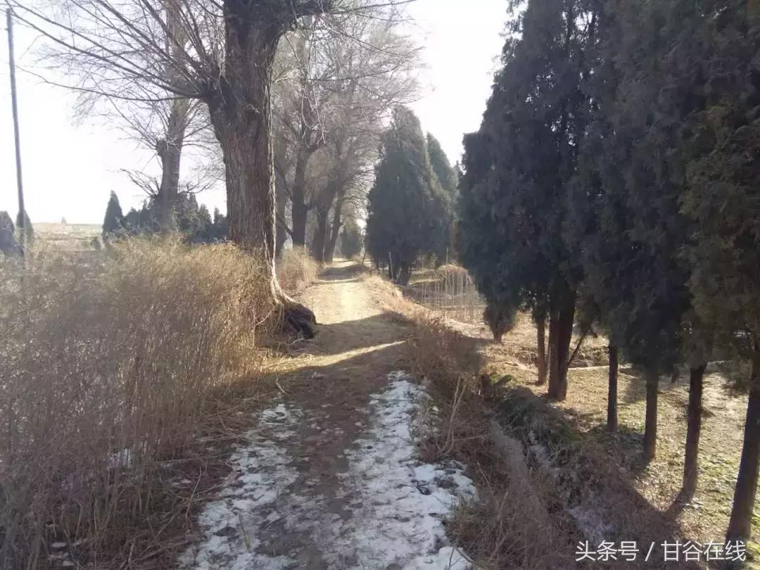 头甲、七甲通往甘谷二中的那条土路——牛小林