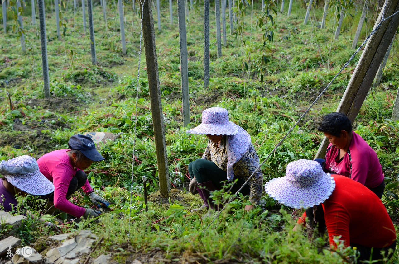 长得像葡萄的水果有个大核很甜,像菠萝又像葡萄的水果