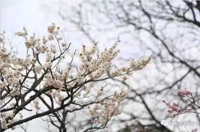 疏是枝条艳是花春妆儿女竞奢华,春妆儿女竞奢华