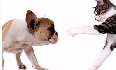 “不反击喵星人的狗不是一只好汪”，来让我们一起为这些勇士鼓掌