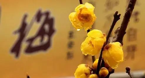 第十届鄢陵腊梅节,第七届中国鄢陵腊梅梅花文化节