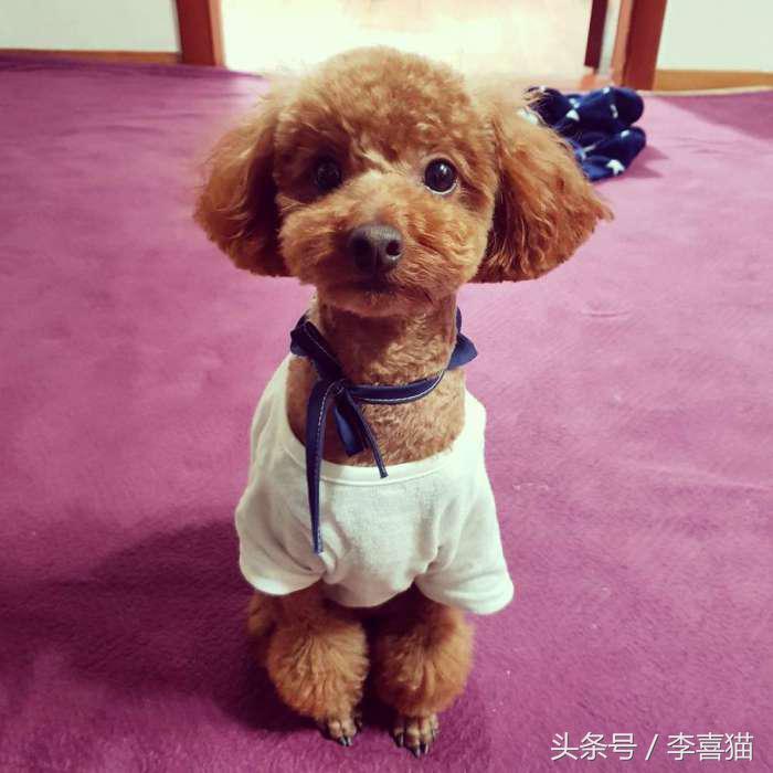 贵宾抱抱熊,抱抱熊特大深红色