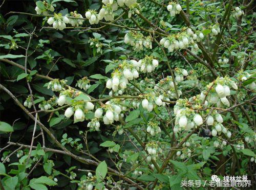 乌饭树做盆景教程,大叶乌饭树和小叶乌饭树都开花吗