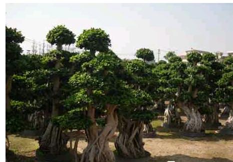 金钱榕养殖方法及注意事项,金钱榕叶子掉光了怎么处理