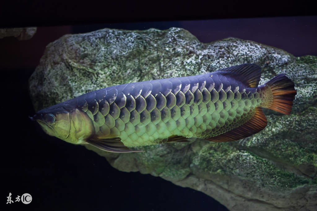 龙鱼白点病治疗最快的方法,龙鱼得了小白点病怎么治疗