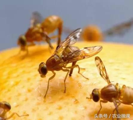 橘树生虫用什么药防治,八种害虫