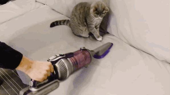 猫奴必做攻略,猫奴必看喵星人