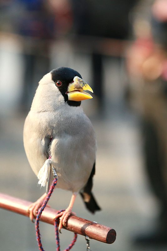小型粘人的鸟类宠物有哪些,白领适合养什么宠物鸟类