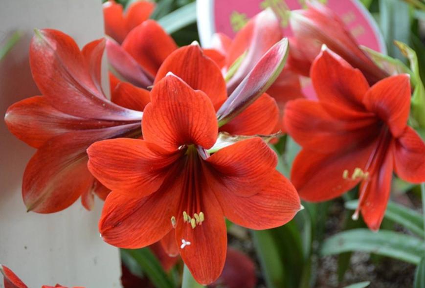 朱顶红冬天怎么养才能开花视频,朱顶红从零开始养护的教程