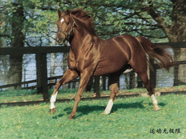 马中吕布马中赤兔,马中赤兔