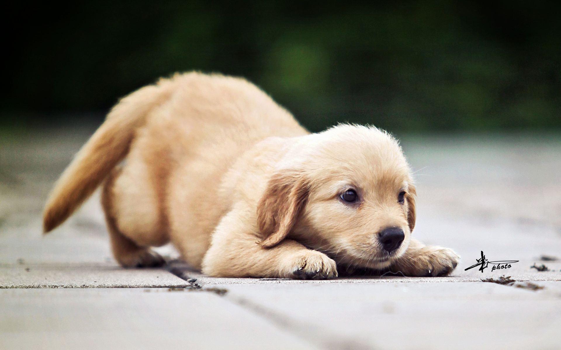 成都市养犬管理规定最新,成都犬只准养证怎么办理