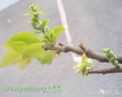 乌饭树做盆景教程,大叶乌饭树和小叶乌饭树都开花吗