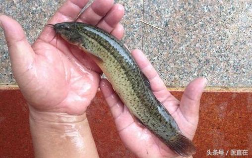 水中参的作用和功效,水中人参的功效与作用