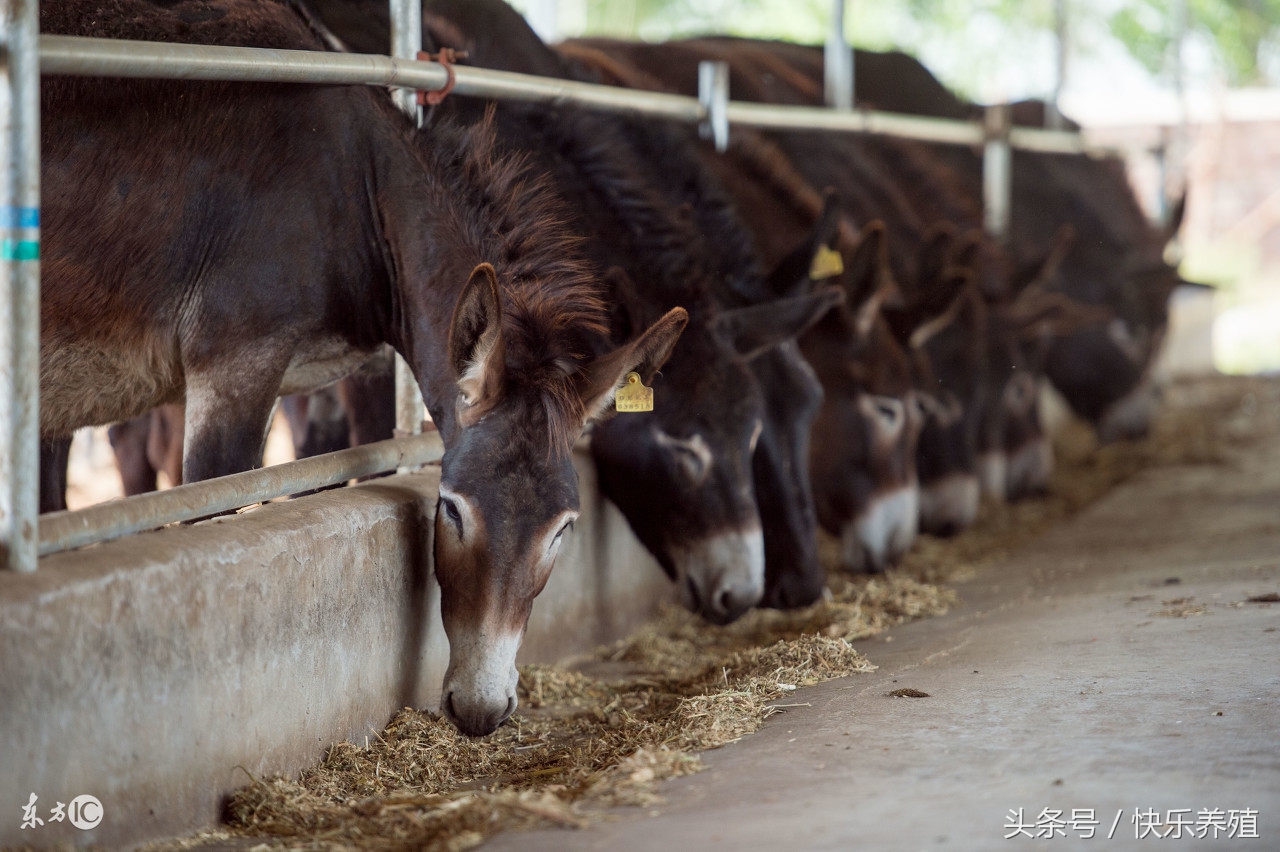 养驴10头驴有多少利润,养500头驴一年多少利润建个养驴棚