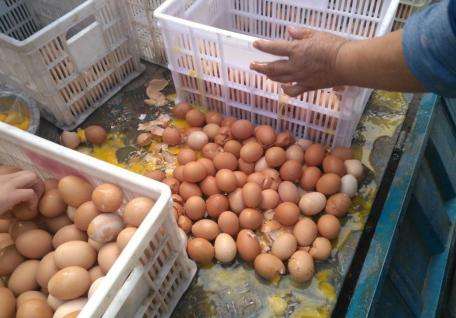 拉鸡蛋需要什么手续,鸡蛋拉温怎么处理